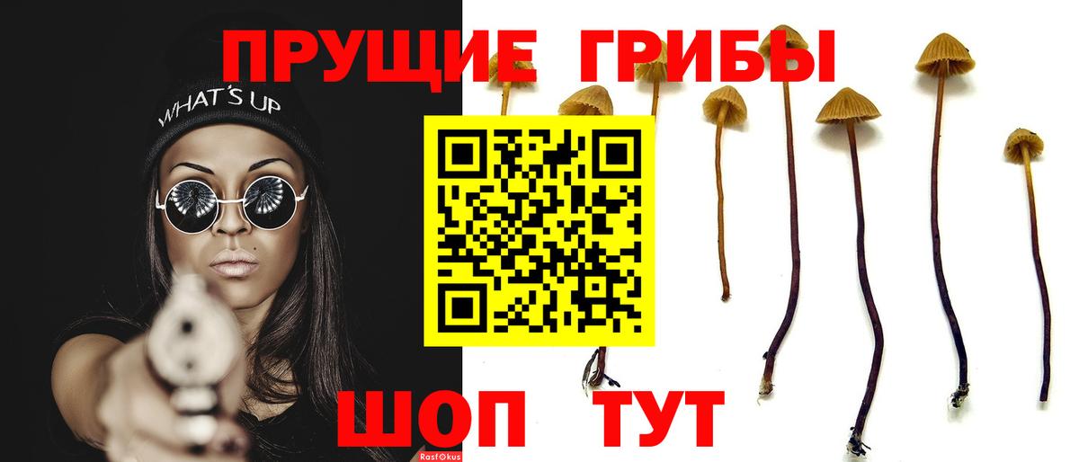 Новодвинск  Псилоцибиновые грибы Cubensis  сколько стоит  Вход с VPN 